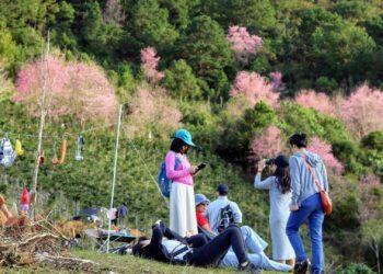 Kinh nghiệm cắm trại ở rừng đào Lang Biang - điểm đến không thể bỏ qua tại Đà Lạt