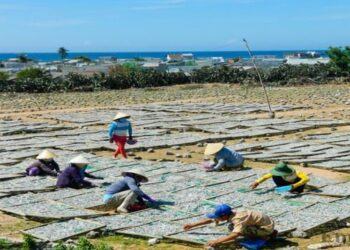 Khám phá cung đường phượt ven biển Ninh Chữ - Bình Tiên