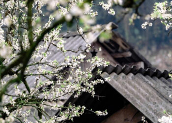 Camping và ngắm hoa mận ở mộc châu bằng ô tô