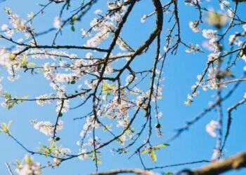 Gợi ý lịch trình du lịch Mộc Châu 2 ngày 1 đêm chi tiết nhất 2023