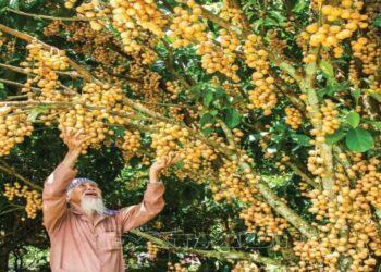 Địa điểm du lịch Cà Mau tuyệt đẹp nhất định phải đến