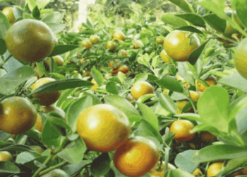 “Vui chơi hết mình” tại khu du lịch Phú An Khang – Bến Tre