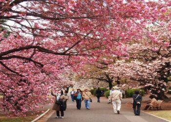 Du lịch Hàn Quốc tháng 4: Trải nghiệm không thể quên