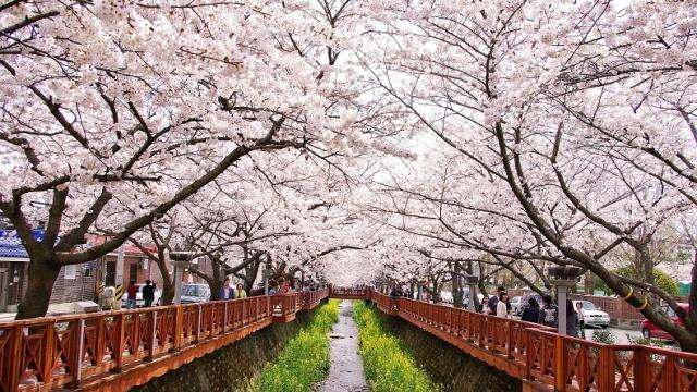 Khí hậu Hàn Quốc vào tháng 4 thích hợp cho các hoạt động ngoài trời