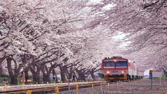Du lịch Osaka mùa hoa đào