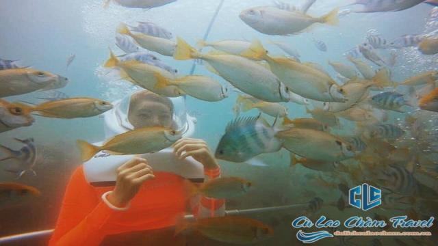 tour đi bộ dưới biển cù lao chàm